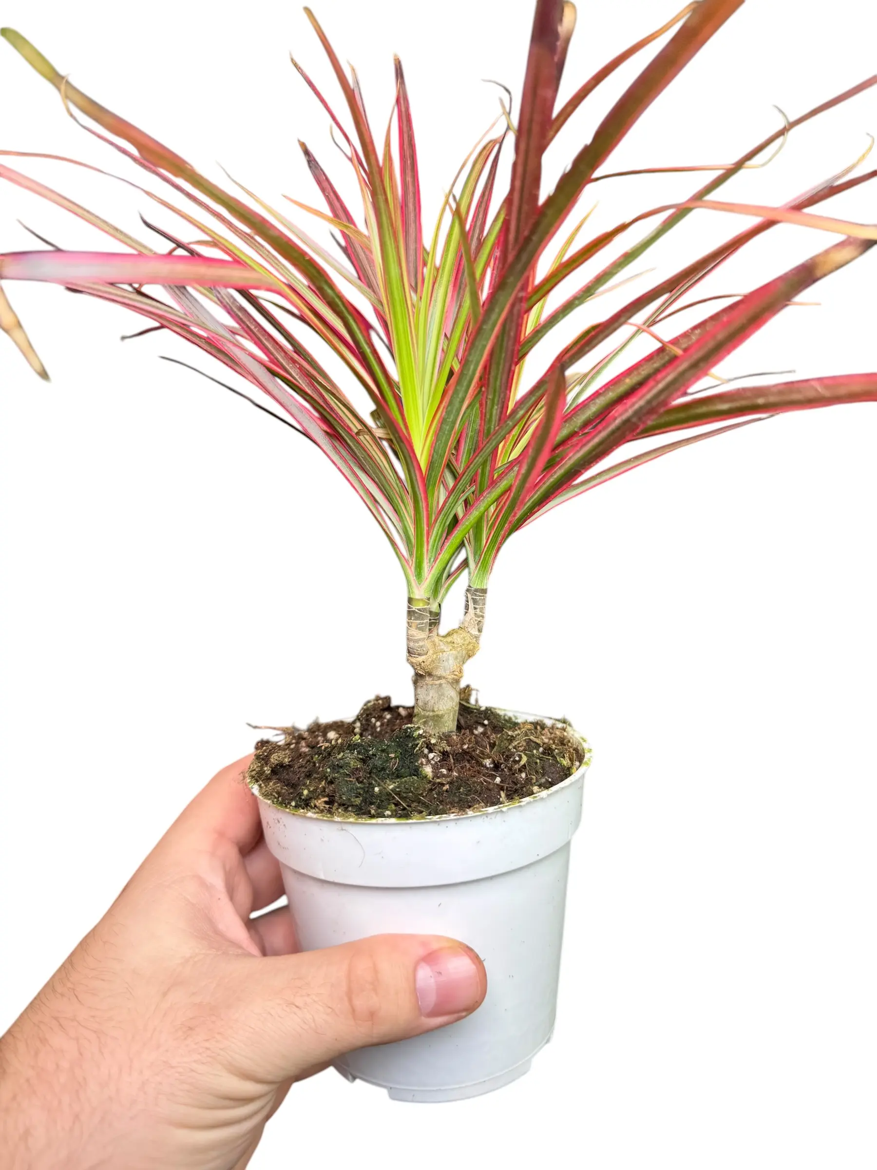 indoor plants liquid fertilizer Liquid Houseplant Fertilizer - 8 fl oz