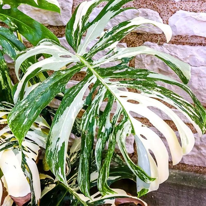 Mix Monstera Plant, Rare Tropical Monstera Well Rooted, Philodendron Indoor Houseplant 4-8 Inches Ready to Plant (Variegated White Monstera)