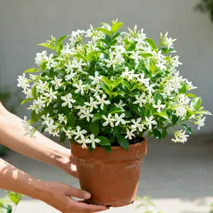 Non-GMO Climbing Windmill Jasmine Seeds | Fragrant Evergreen Silver Jasmine for Garden & Balcony Decoration