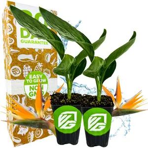 (2-Pack) Orange Bird of Paradise - Strelitzia Reginae by Wellspring Gardens - Tropical Flowering Perennial, Exotic Indoor/Outdoor Houseplant, Easy Care, Low Maintenance