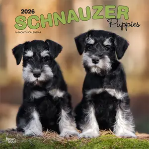 Schnauzer Puppies | 2026 12 x 24 Inch (Hanging) Monthly Square Wall Calendar | Plastic-Free | BrownTrout | Animals Dog Breeds Puppy