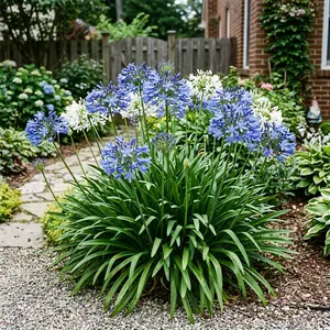 50 African Lily (Agapanthus) Seeds for Planting - Premium Variety for Home Gardening