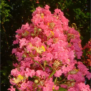 Green River 20 Tuscarora Cape Myrtle Seeds - Hardy Bark Accent, Outdoor Summer Display, Perennial Pollinator-Friendly Garden Seeds