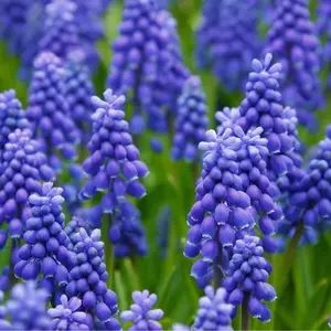 Grape Hyacinth Bulbs-muscari Armeniacum, Called Grape Hyacinth, Spring-Blooming Bulbs~Now Shipping, Perennial