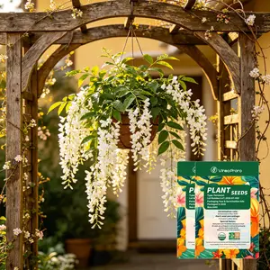 Jasmine Flower Seeds for Patio & Backyard Garden – Fragrant Blooming Plant Seeds for Outdoor Planters, Cottage Garden Decor & Balcony Garden Spaces