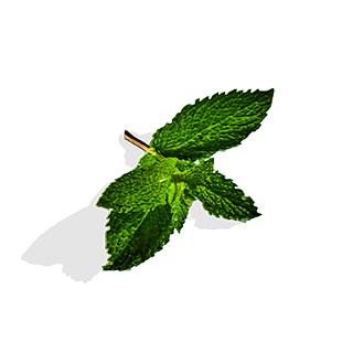 ALOHA Chocolate Mint Protein Bar | 12 Bars | 14g Plant Protein, 5g Sugar | Certified USDA Organic, Vegan, Gluten-Free | Refreshing Mint + Dark Chocolate