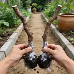 Heirloom Non-GMO Red-Skin Soft-Seed Sweet Pomegranate Tree Thrives in North & South Perfect for Pots or Gardens Blooms in Spring & Summer Abundant Fruit