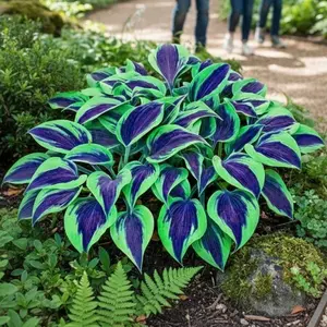 800PCS Hosta Seeds Easy Grow Shade Plant – Perfect for Busy Homes