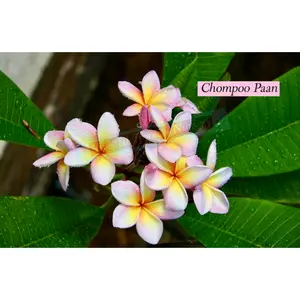 Chompoo Paan Plumeria (10 Seeds)