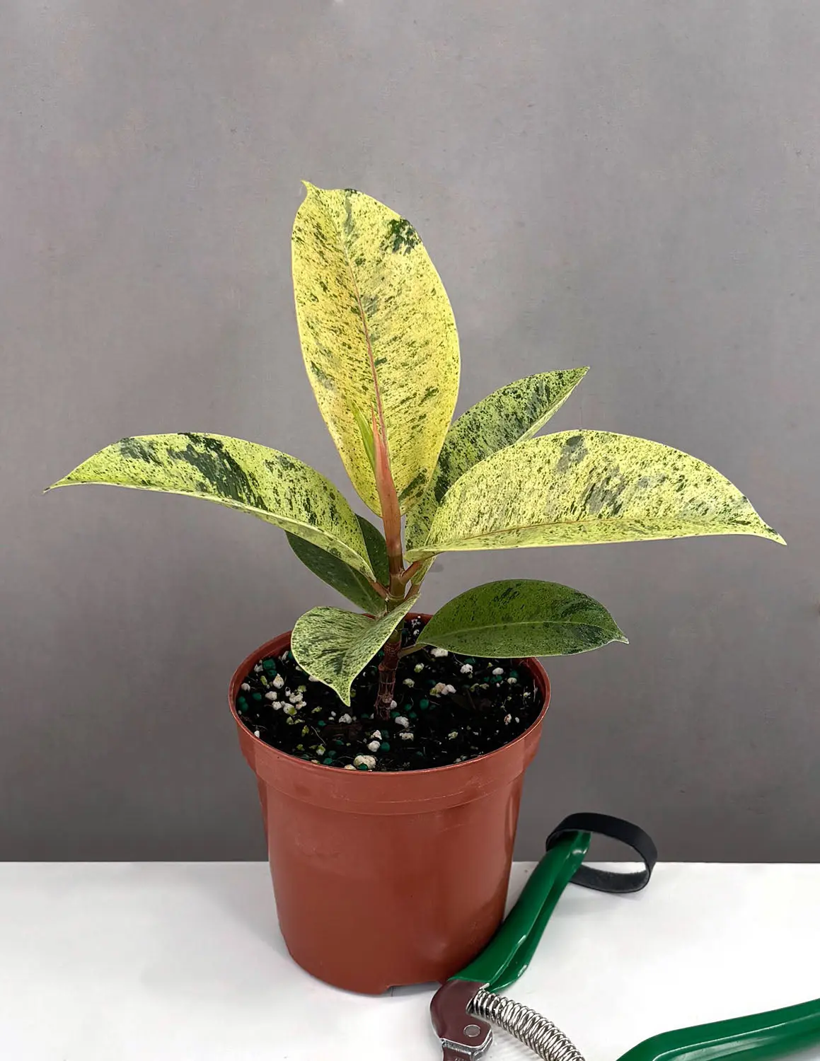 Ficus Shivereana