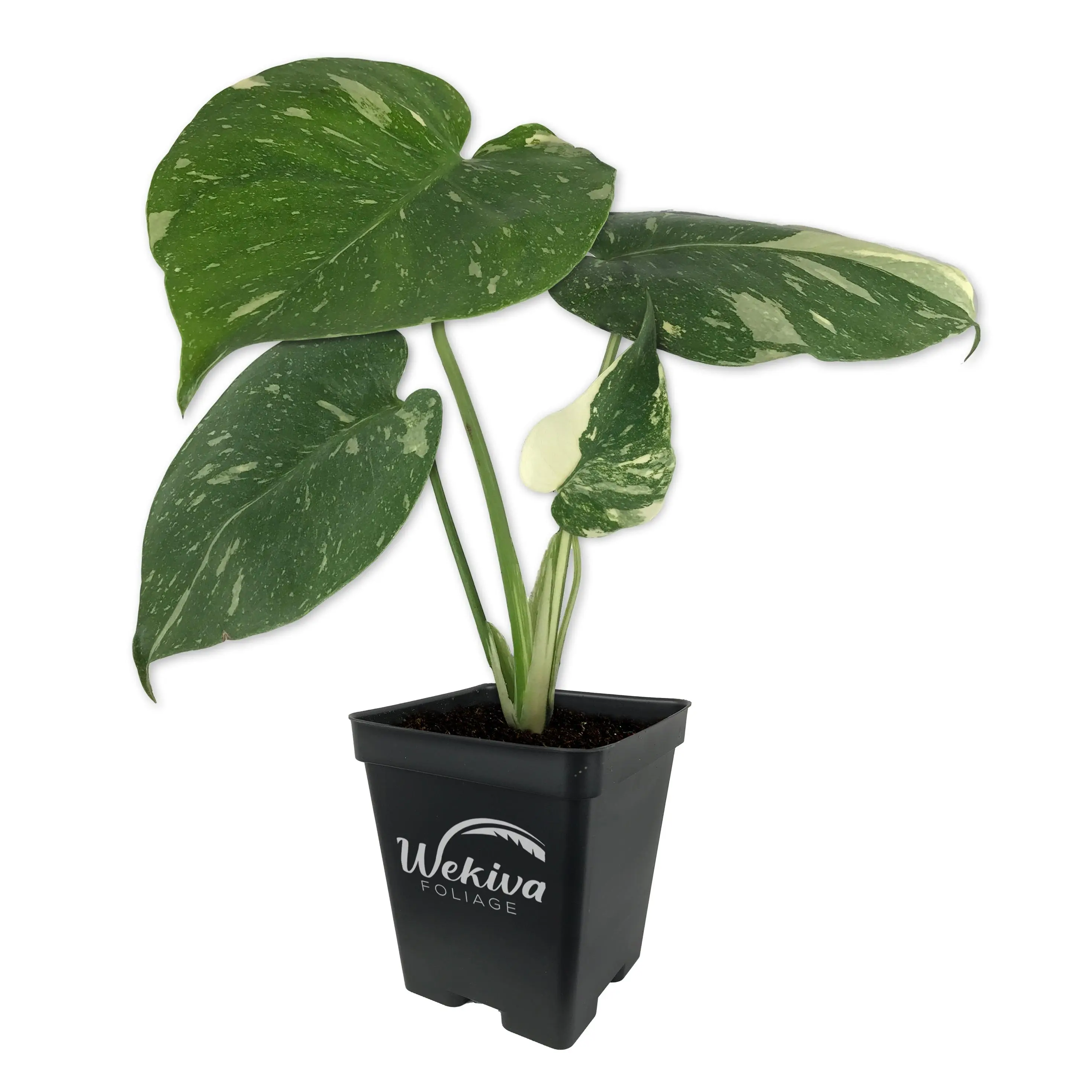 Thai Constellation Monstera - Live Plant in a 4 Inch Nursery Pot - Houseplant Connoisseur Collection - Monstera deliciosa 'Thai Constellation' - Extremely Rare Indoor Houseplant