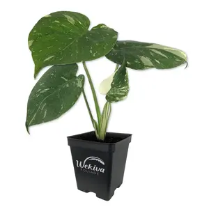 Thai Constellation Monstera - Live Plant in a 4 Inch Nursery Pot - Houseplant Connoisseur Collection - Monstera deliciosa 'Thai Constellation' - Extremely Rare Indoor Houseplant