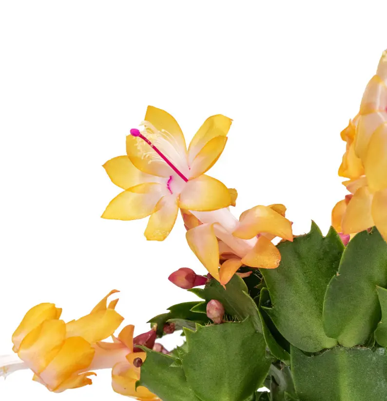 Yellow Schlumbergera Plant - Holiday Cactus Plant - Christmas &  Thanksgiving Cactus, Indoor/Outdoor, 3 Inch Pot - TikTok Shop