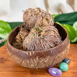 Down to Earth Rose of Jericho Flower