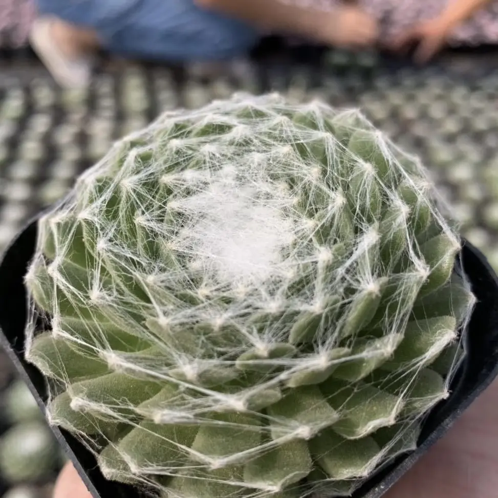2 inch Cobweb Houseleek Succulent - delivered with soil and pot - Beautiful decoration, suitable for balcony, room, kitchen, indoors and outdoors