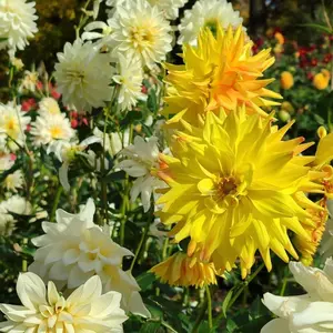 800+ Dahlia Seeds for Planting – Dahlia Flowers, Non-GMO Heirloom, Beginner-Friendly & Easy to Grow Dahlias for Outdoor Garden, Pots, Flower Beds & Yard