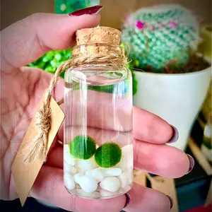 Live Mini Marimo Moss Ball White and Black Pebbles Glass Bottle Glass Jar Tin Canister mossplantpetaquariumdesk cherryblossomtreedecor
