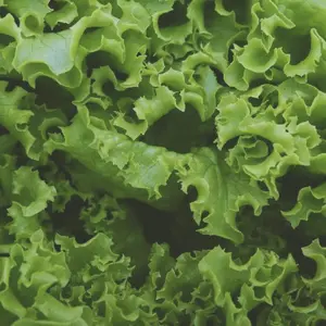 Heirloom Green Ice Leaf Lettuce Seeds - Organic and Regenerative Gardening Seeds