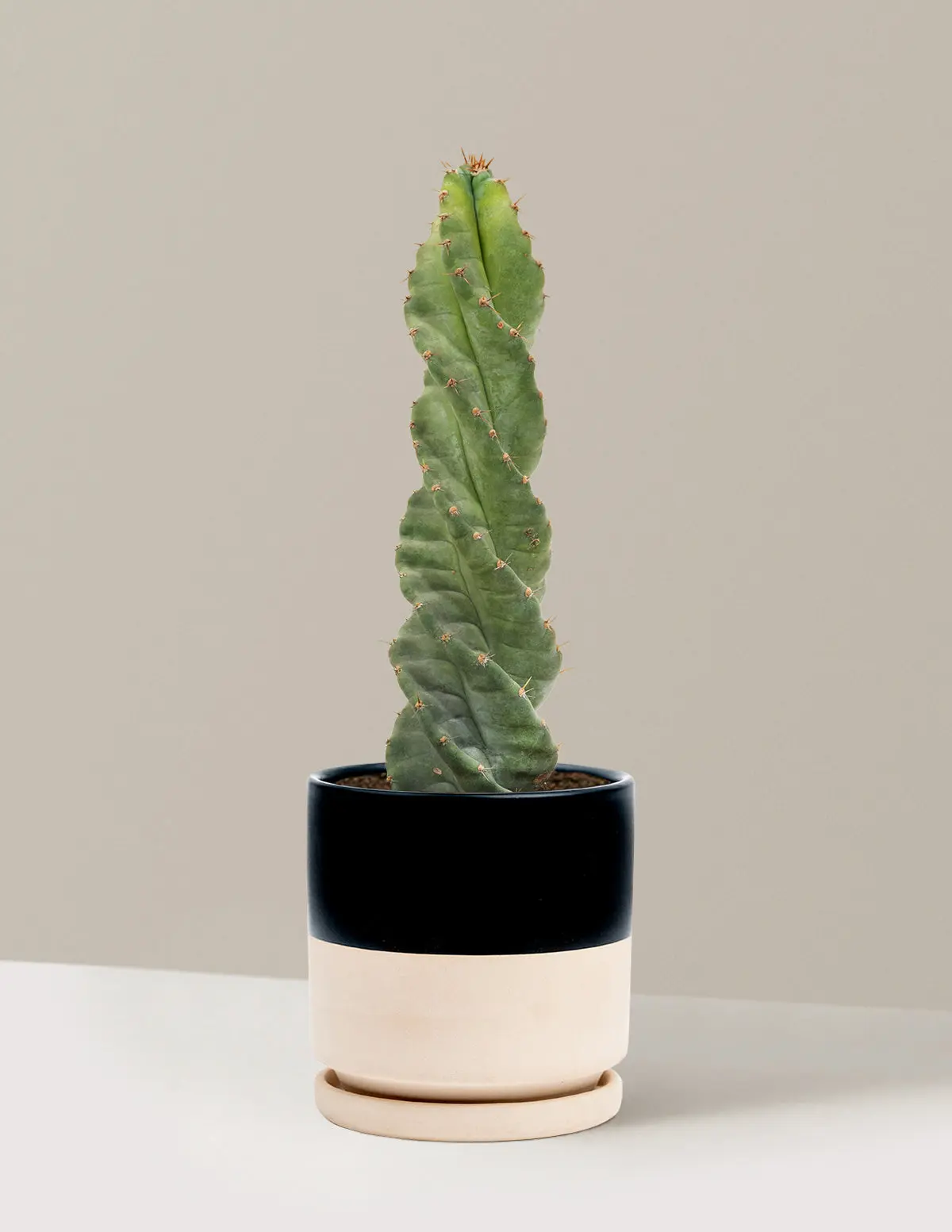 Spiral Cactus (6-9 inches) - Drought-tol, Slow-growing Twisted Spiral Shape Plant, Low-maintenance for Beginners & Experts, Full Sun, with Nursery Pot for Home & Garden Use