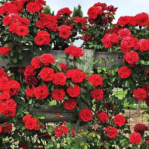 200+ Mixed Climbing Rose Seeds | Ornamental Rosa Bush Vine for Gorgeous Outdoor Gardens | Long-Blooming Variety