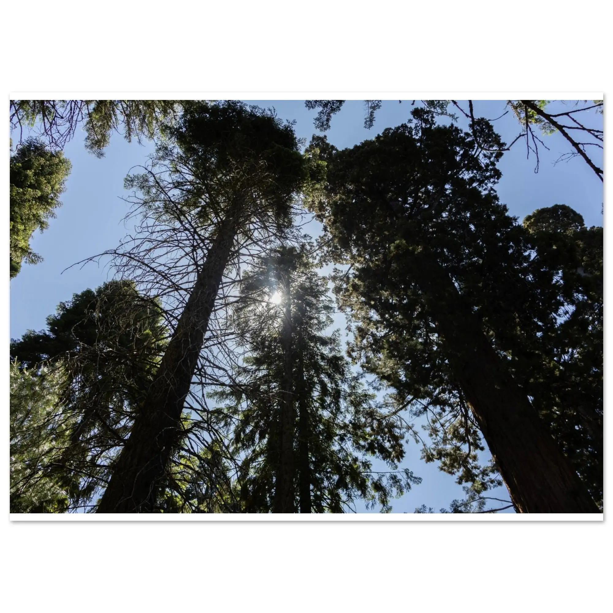 Sun through the trees Poster