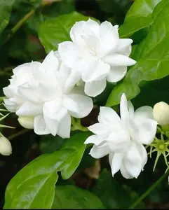Jasmine Flower Seeds for Planting Fragrant Plant Seeds Non-GMO Garden Home Jasmine Garden Balcony Flower