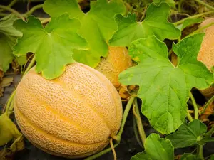 50 Hales Best Jumbo Cantaloupe | Non-GMO | Fresh Garden Seeds