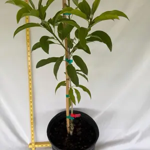 Molix Nispero Tree Grafted 2-3 feet .