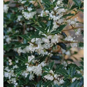 1 Tea Olive Osmanthus fragrans Plant -Party Princess 'Kaori Hime' Fragrant Sweet - STARTER Plant ship in pot 3" to 5" tall