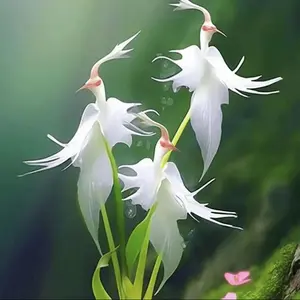 100+ Rare White Egret Orchid (habenaria Radiata) Heirloom Seeds - Perfect for Home Gardening and Unique Flower Displays