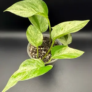 Marble Queen Pothos