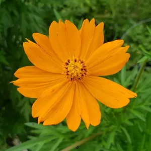 Cosmo Flower Seeds