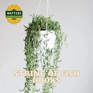 STRING OF FISH HOOKS 6 IN.