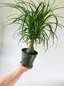 Ponytail Palm Stump - Beaucarnea Recurvata - 6" Pot