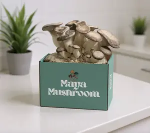 Black King Oyster ShroomBag Mushroom Grow Kit