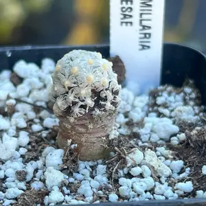 Mammillaria Theresae | Rare Miniature Cactus Plant | 2”