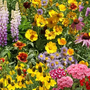 Wildflower Seed Bulk Mix – Non-GMO Annual & Perennial Flowers for Planting, Perfect for Butterfly, Hummingbird & Pollinator-Friendly Garden Beds