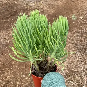 Senecio Vitalis 6 inch pot Succulent