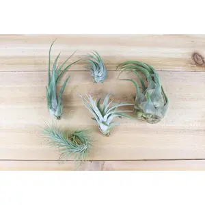 Mayan Collection of Tillandsia Air Plants [5 Pack]