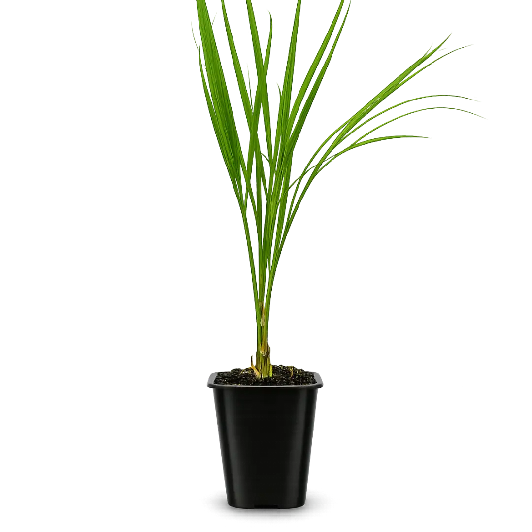 Pygmy Date Palm – Tropical Indoor Starter Plant