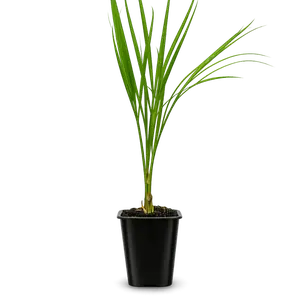 Pygmy Date Palm – Tropical Indoor Starter Plant
