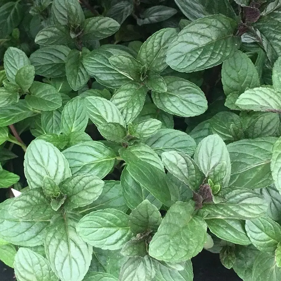 Live Chocolate Mint - Scented Mint Starter Plant