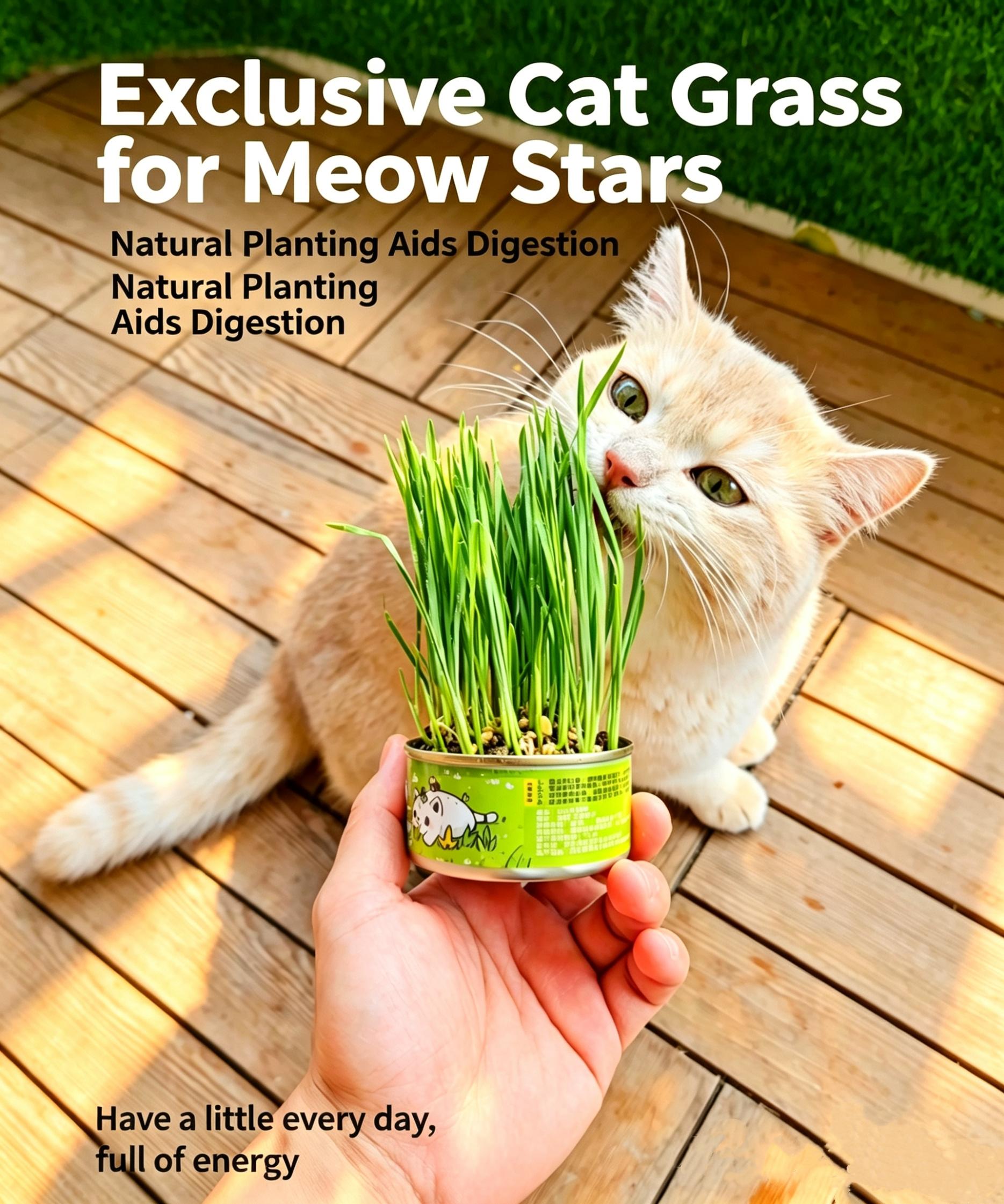 Organic Cat Grass Seeds Pack  Non-GMO Heirloom Cat Grass Seeds for Indoor & Outdoor Cats  100% Organic Cat Grass Seeds - Cat Grass for Indoor Cats - (Non GMO) cat grass seeds Suitable for Indoor Cats Planting Kit with Organic Seed Mix cat stuff for indoor