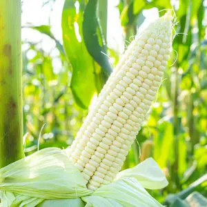 Stowell's Evergreen Corn Organic Seeds (Zea mays) – Sweet, heirloom white corn known for its long-lasting tenderness. Great for fresh eating and storage.