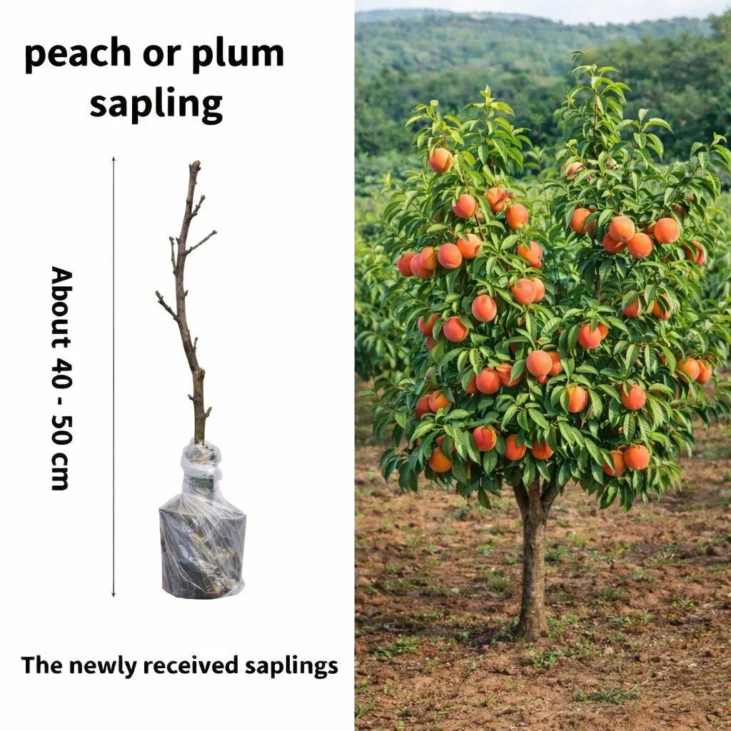 Live Peach Tree Plant（1 plant）