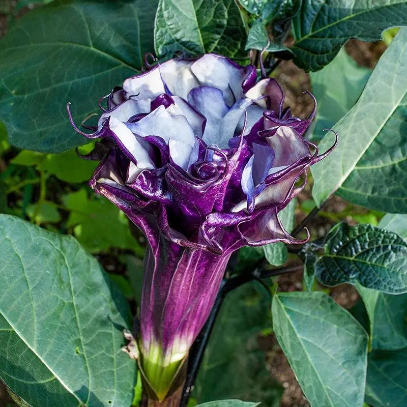 Datura Double Purple Devil's Trumpet Seeds - Limited Stock, Super