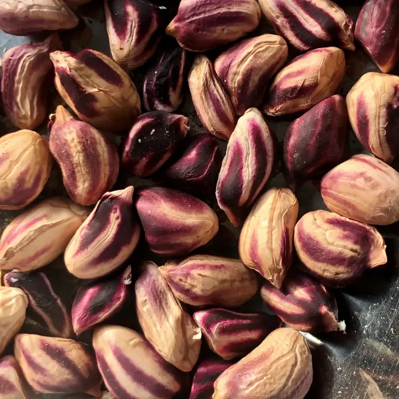 Wild Jungle Peanut Seeds (Arachis hypogaea) – Rare heirloom peanuts with striped shells and rich, earthy flavor. Grown in the Amazon and packed with nutrients—high in protein and ideal for roasting or raw snacking.
