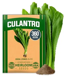 HOME GROWN Non GMO Culantro Seeds 360 Herb Seeds for Planting Non-GMO Heirloom Variety, Robust Flavor, Thrives in Heat, Grows Indoors or Outdoors, Cilantro Substitute (Eryngium Foetidum)