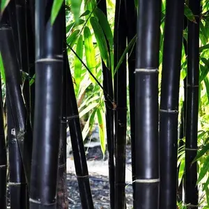 Green River- Timor Black Bamboo Seeds – 50 Premium Bamboo Plant Seeds for Privacy Hedges & Eco Decor, Fast-Growing, Non-Invasive Bamboo Seeds for Gardening, Sustainable Lawn Use, Indoor Containers & Exotic Garden Landscapes