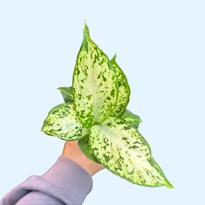 4" Dieffenbachia Compacta - Dumb Cane - Nursery Pot Large Leaves Green & White Variegation Easy Care Houseplant